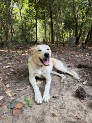 Reunited Male Dog last seen Water’s Edge, Athens, TX 75752