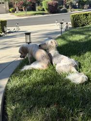 Found/Stray Unknown Dog last seen Walnut ave, Palmer Lake, CO 80133