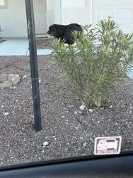 Reunited Unknown Dog last seen The Parks community, North Las Vegas, NV 89084