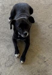 Found/Stray Unknown Dog last seen Near Eastchester Dr. & i74/311 Bypass, High Point, NC 27265