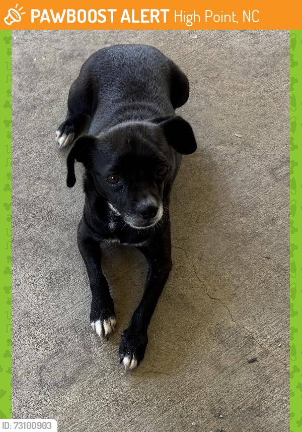 Found/Stray Unknown Dog last seen Near Eastchester Dr. & i74/311 Bypass, High Point, NC 27265