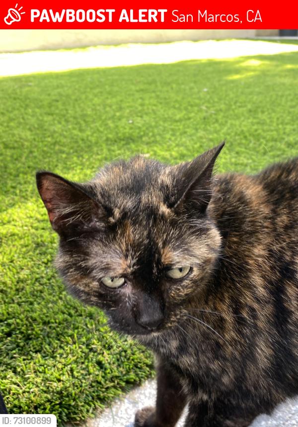 Lost Female Cat last seen Acacia Drive and Hazelnut Court, San Marcos, CA 92078