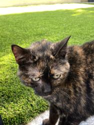 Lost Female Cat last seen Acacia Drive and Hazelnut Court, San Marcos, CA 92078