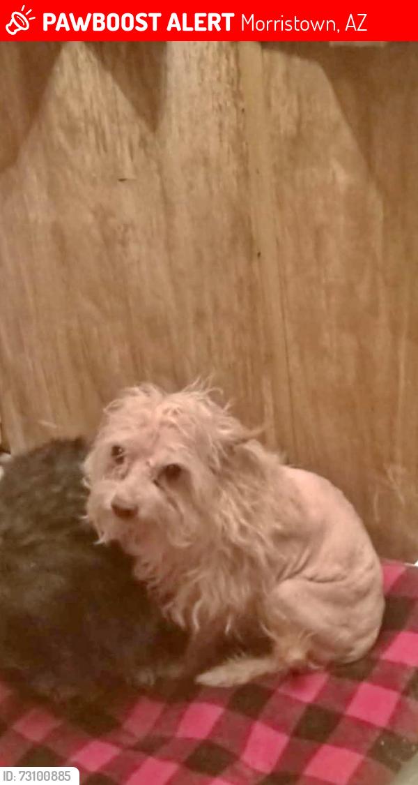 Lost Male Dog last seen Hwy 60 and NW Grand Ave, Morristown, AZ 85342