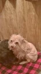 Lost Male Dog last seen Hwy 60 and NW Grand Ave, Morristown, AZ 85342