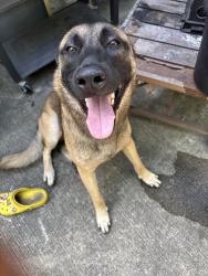 Found/Stray Male Dog last seen Locust st Pasadena tx, Pasadena, TX 77502