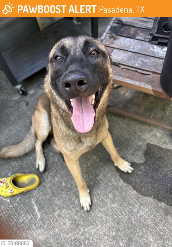 Found/Stray Male Dog last seen Locust st Pasadena tx, Pasadena, TX 77502