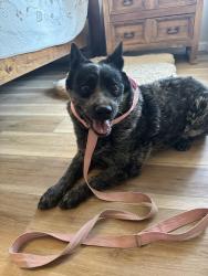 Found/Stray Female Dog last seen Trees of Corrales (TOC) & Corrales del Norte, Corrales, NM 87048