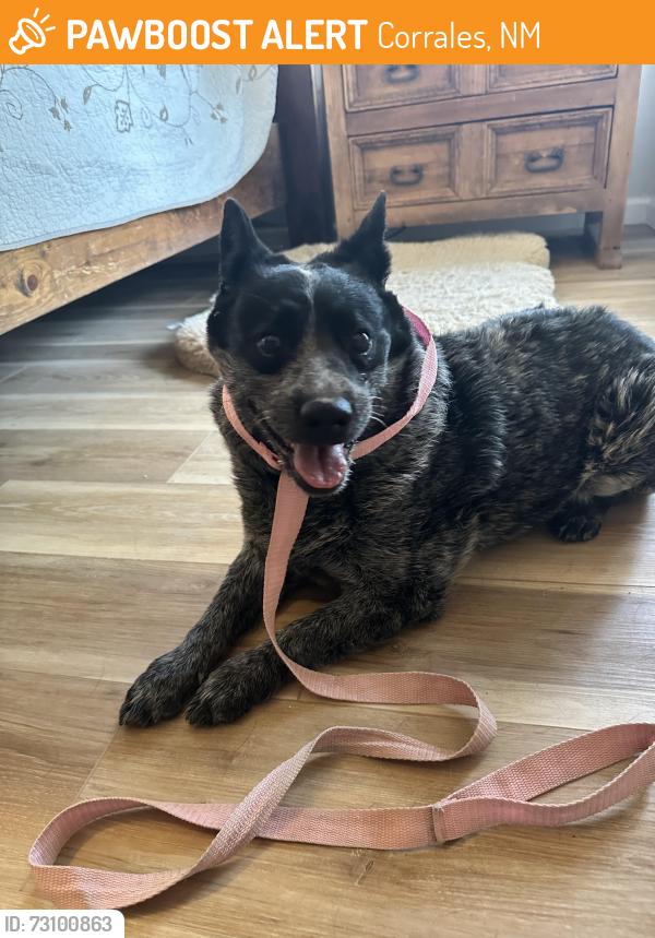 Found/Stray Female Dog last seen Trees of Corrales (TOC) & Corrales del Norte, Corrales, NM 87048