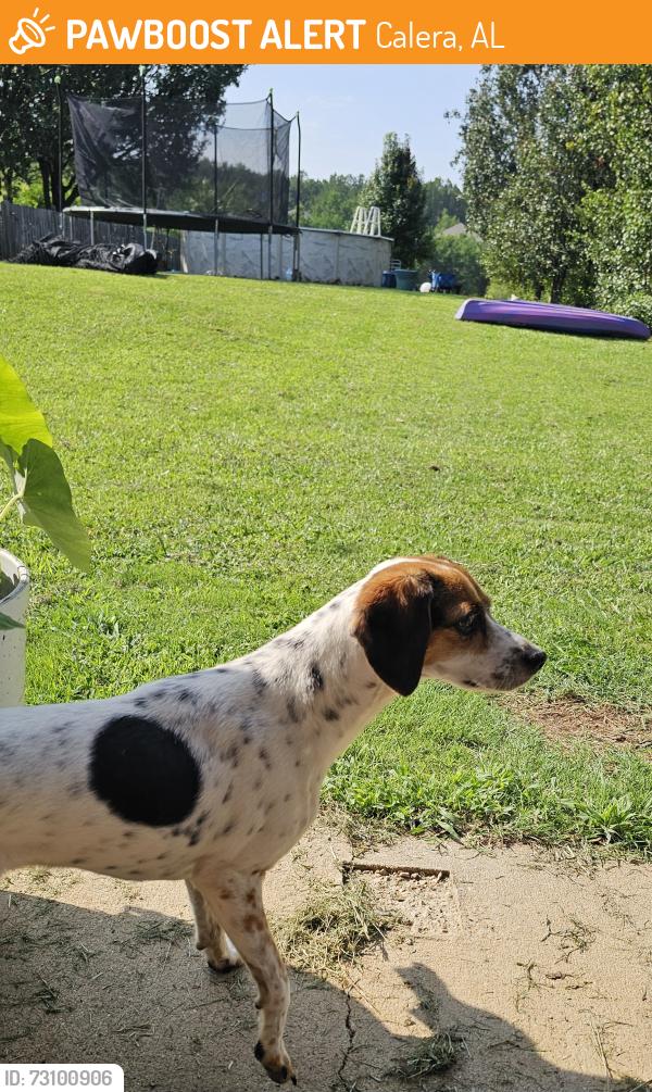 Found/Stray Unknown Dog last seen Lake side, Calera, AL 35040