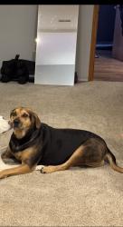 Lost Female Dog last seen Route B and Hwy 134, Hallsville, MO 65255