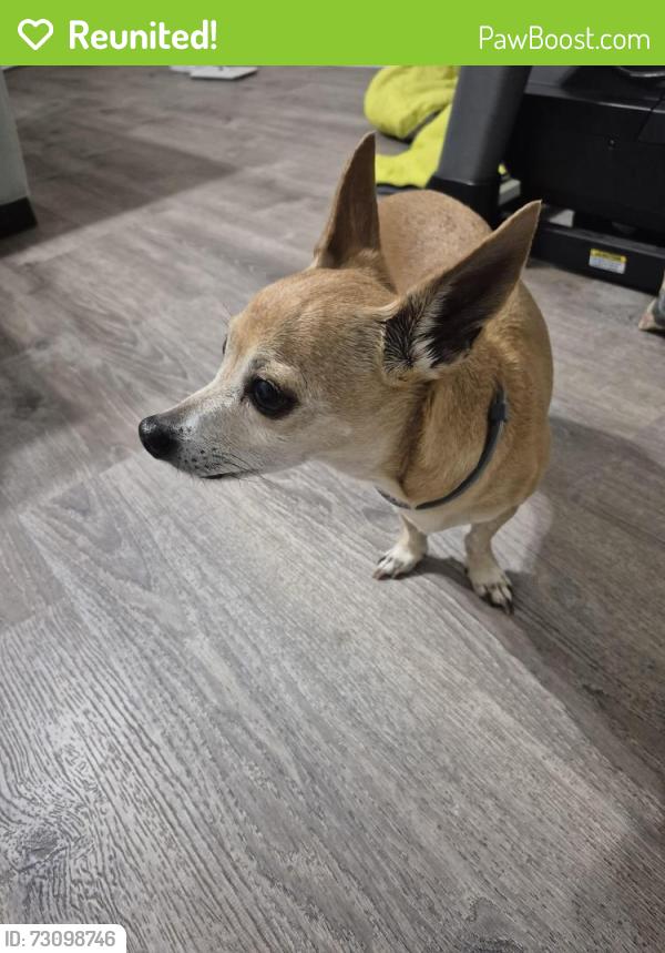Reunited Male Dog last seen Mulrennan and 60, Valrico, FL 33594