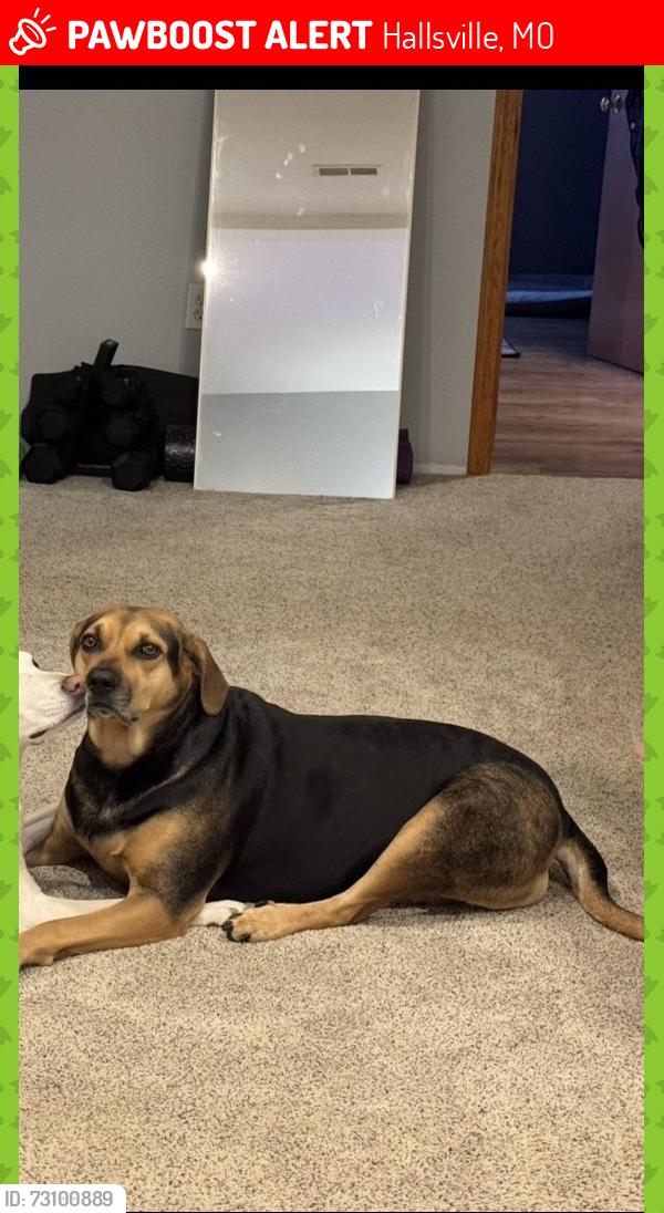Lost Female Dog last seen Route B and Hwy 134, Hallsville, MO 65255