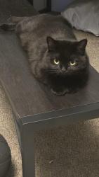 Lost Female Cat last seen College Avenue and Park St, Adrian, MI 49221