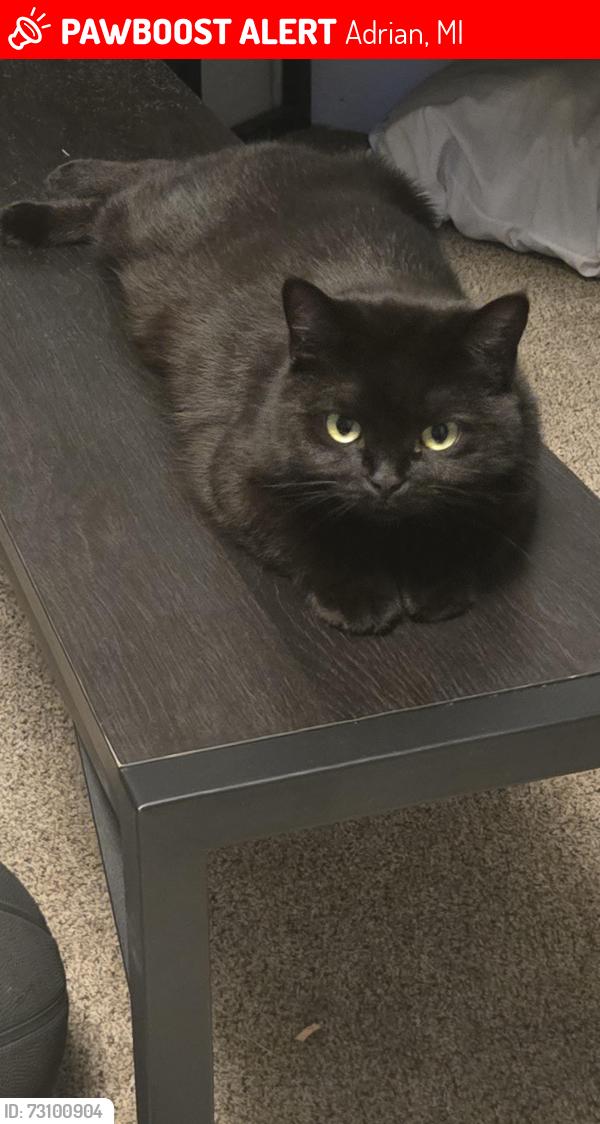 Lost Female Cat last seen College Avenue and Park St, Adrian, MI 49221