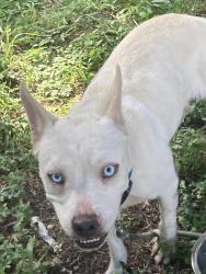 Found/Stray Female Dog last seen St Joseph, Houston, TX 77002