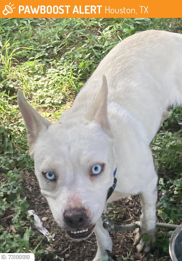 Found/Stray Female Dog last seen St Joseph, Houston, TX 77002
