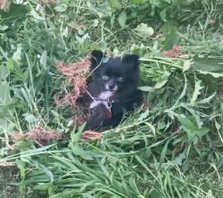 Lost Female Dog last seen N hmstd rd pickens, Pickens, SC 29671