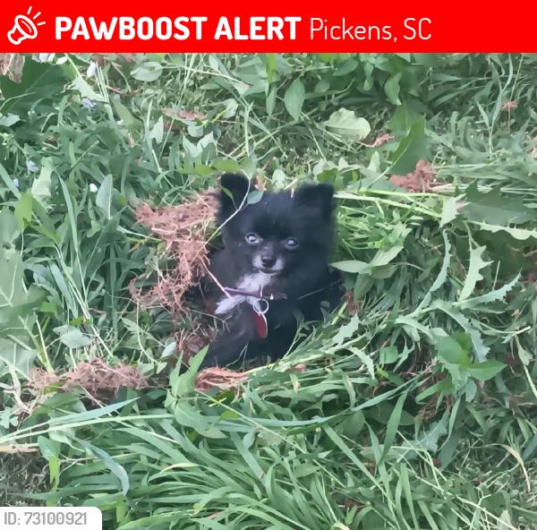 Lost Female Dog last seen N hmstd rd pickens, Pickens, SC 29671