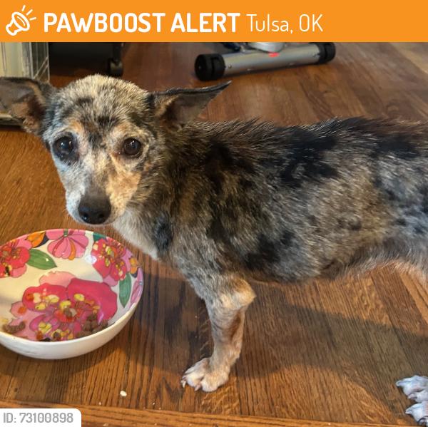 Found/Stray Male Dog last seen South Trenton Avenue, Heller Park, Tulsa, OK 74105