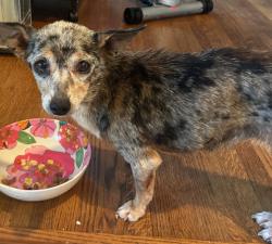 Found/Stray Male Dog last seen South Trenton Avenue, Heller Park, Tulsa, OK 74105