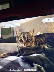 Lost Male Cat last seen Wildwood Drive in new Hackensack Road, Wappingers Falls, NY 12590