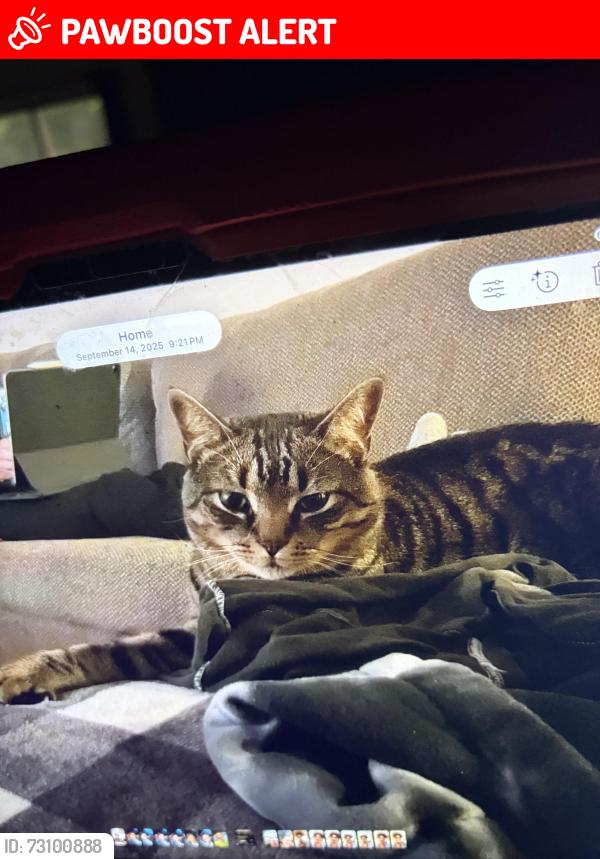 Lost Male Cat last seen Wildwood Drive in new Hackensack Road, Wappingers Falls, NY 12590