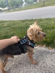 Reunited Male Dog last seen Manchester dr & brettridge rd, Liberty Township, OH 43065
