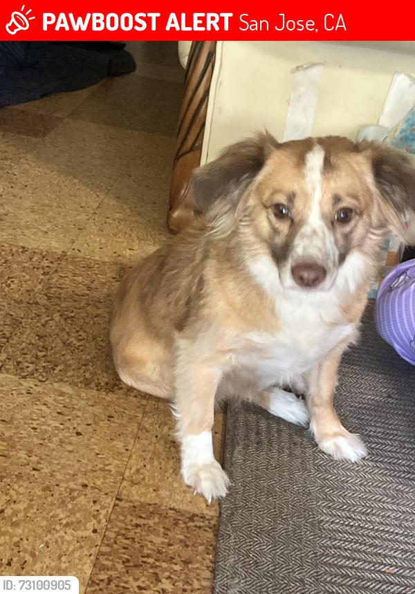 Lost Female Dog last seen Huran and santiago, San Jose, CA 95122