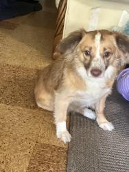 Lost Female Dog last seen Huran and santiago, San Jose, CA 95122
