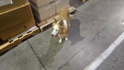 Reunited Female Dog last seen NE 18th and Walnut, Oklahoma City, OK 73105