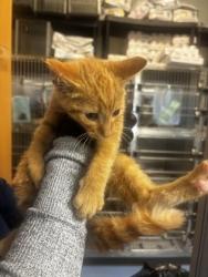 Shelter Stray Male Cat last seen Near Perimeter Center Place, 30346, GA, 3280 Chamblee Dunwoody Rd, Chamblee, GA 30341, USA