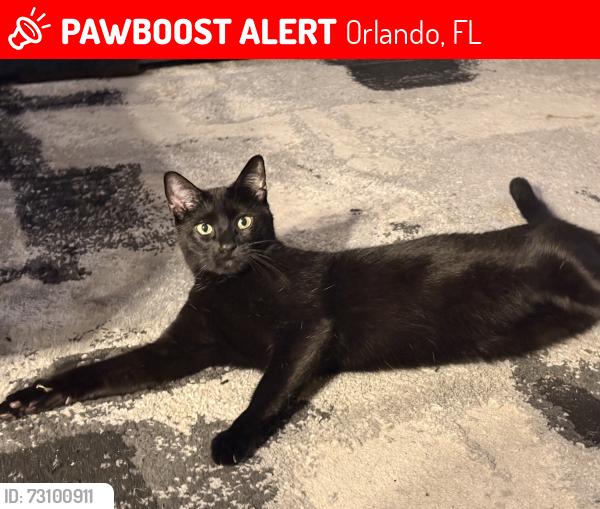 Lost Male Cat last seen Tanner and Ashington Glen, Orlando, FL 32826