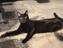 Lost Male Cat last seen Tanner and Ashington Glen, Orlando, FL 32826