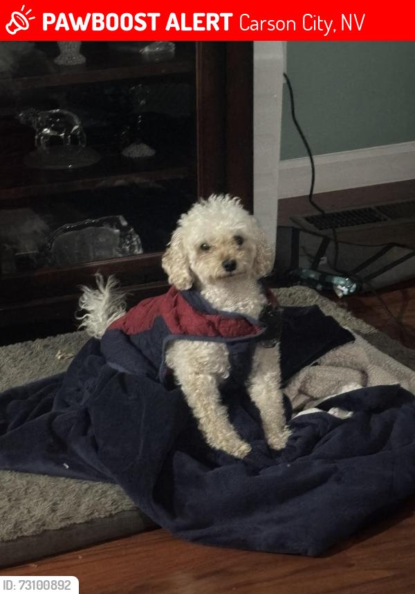 Lost Male Dog last seen Long St, Carson City, NV 89703