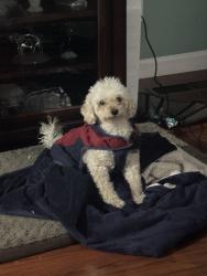 Lost Male Dog last seen Long St, Carson City, NV 89703