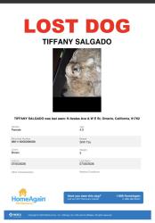 Reunited Female Dog last seen Mountian Ave across from dollar tree, Ontario, CA 91762