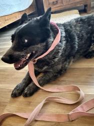 Found/Stray Female Dog last seen Near & 528 (near Rio Rancho & Corrales), Rio Rancho, NM 87124
