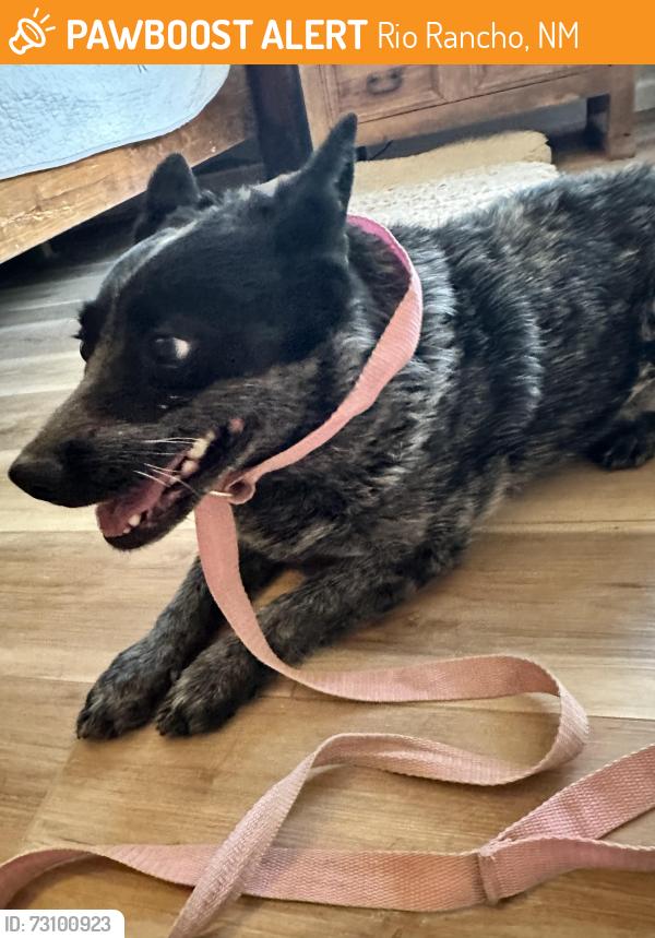 Found/Stray Female Dog last seen Near & 528 (near Rio Rancho & Corrales), Rio Rancho, NM 87124