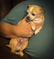 Lost Male Dog last seen Seminole Cir, Statham, GA 30666