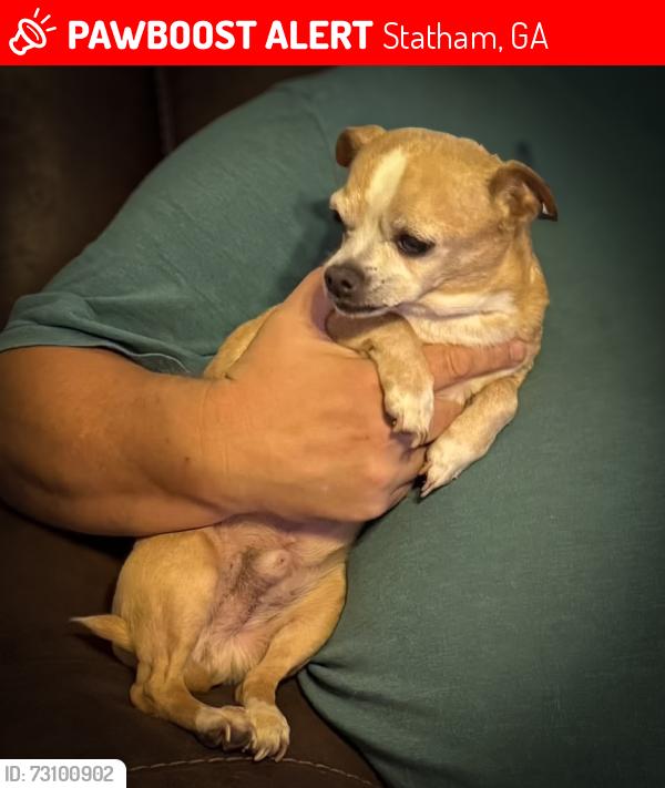 Lost Male Dog last seen Seminole Cir, Statham, GA 30666