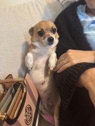 Lost Female Dog last seen Near Martín luther king de Thomasville nc, Thomasville, NC 27360