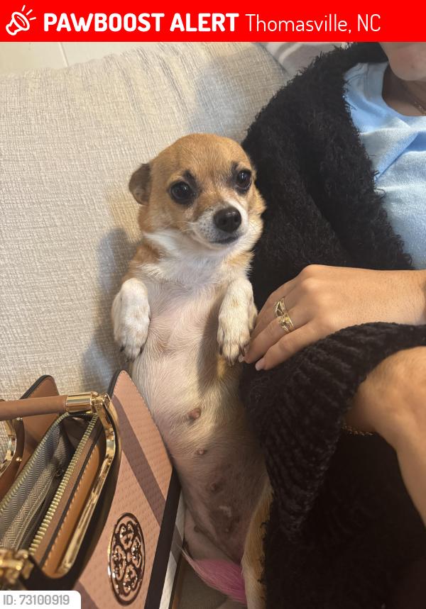 Lost Female Dog last seen Near Martín luther king de Thomasville nc, Thomasville, NC 27360