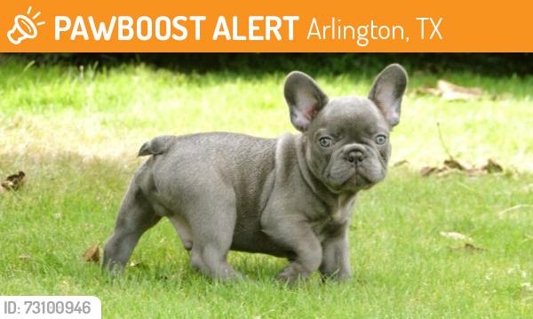 Found/Stray Unknown Dog last seen Mansfield Webb Rd near Eden Park, Arlington, TX 76002