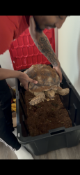 Lost Male Reptile last seen Mesa Everglade Nyssa kentshire madera, Houston, TX 77078