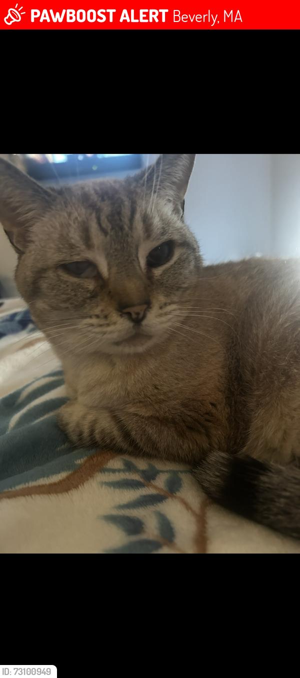 Lost Female Cat last seen Cabot and Rantoul at, Beverly, MA 01915