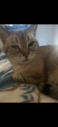 Lost Female Cat last seen Cabot and Rantoul at, Beverly, MA 01915