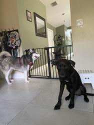 Lost Female Dog last seen Near SW 152nd Ave, Miami, FL 33187