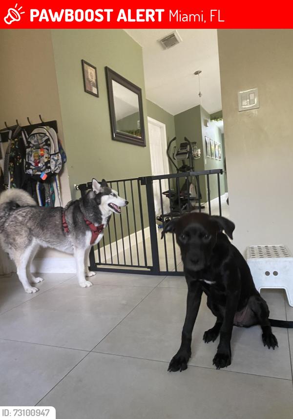 Lost Female Dog last seen Near SW 152nd Ave, Miami, FL 33187