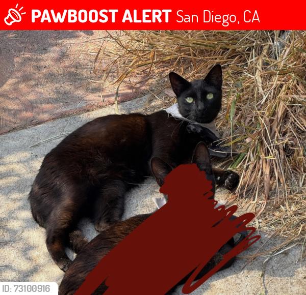 Lost Male Cat last seen Winston Dr, San Diego, CA 92114